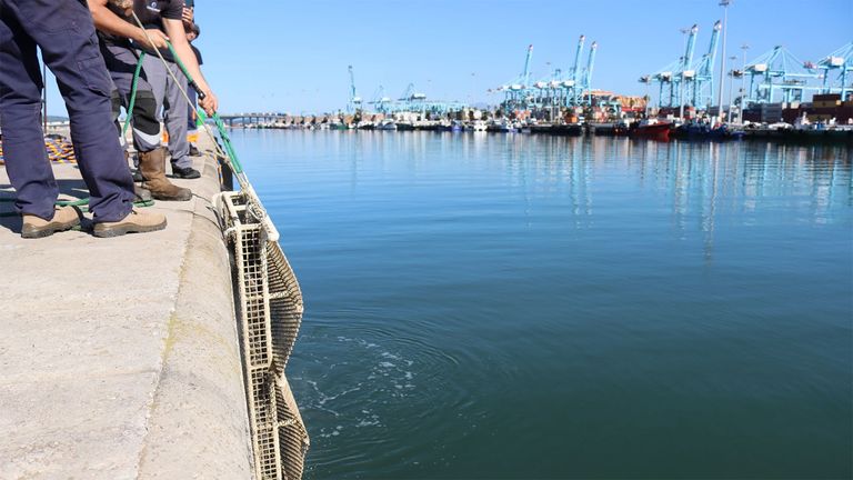 La APBA ampliará la regeneración marina de los puertos de Algeciras y Tarifa con 18 nuevos arrecifes artificiales