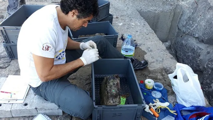 Continúa la recuperación de la Patella ferruginea en aguas de la Bahía