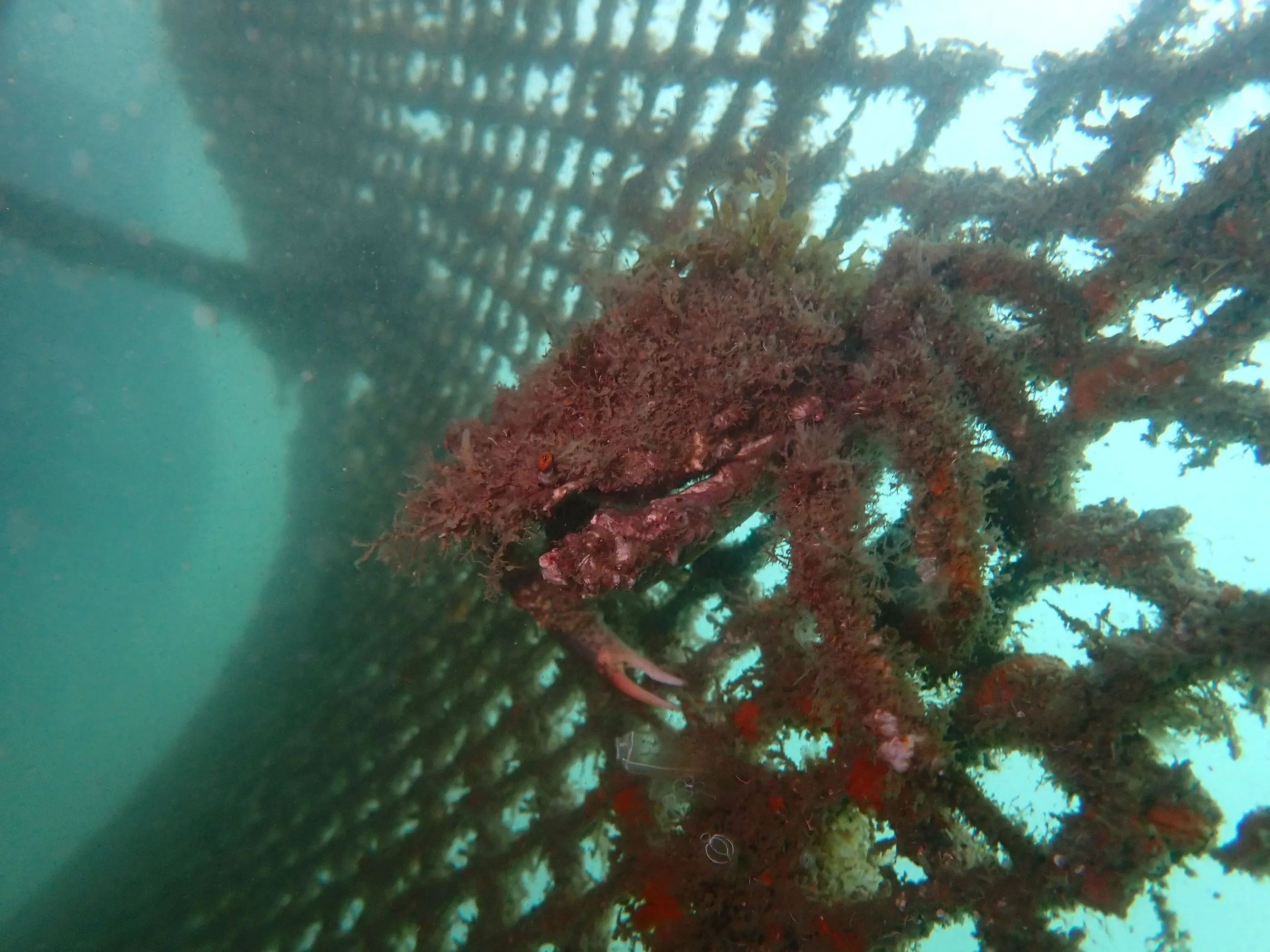El Puerto de Santander constata resultados “muy positivos” en su proyecto piloto de regeneración de biodiversidad marina