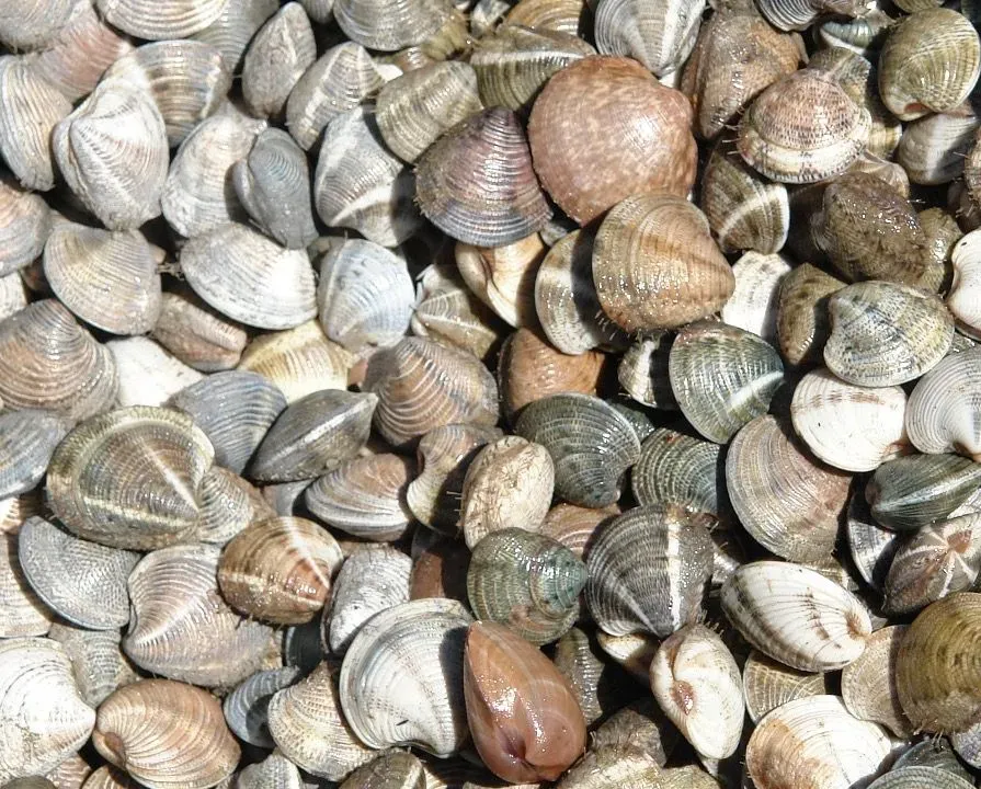 El caladero de la chirla en el Golfo de Cádiz reabrirá el 1 de agosto